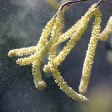 Les quantités de pollen restent encore faibles, le noisetier ayant besoin de soleil et de températures supérieures à 5 degrés pour fleurir.